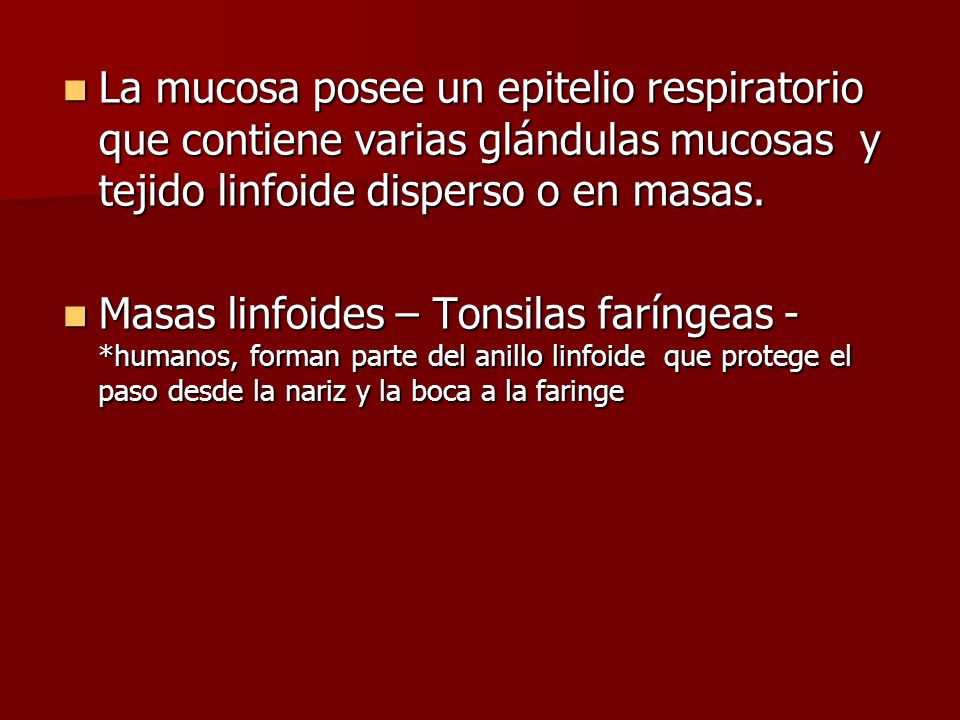 La mucosa posee un epitelio respiratorio que contiene varias glándulas mucosas y tejido linfoide disperso o en masas.