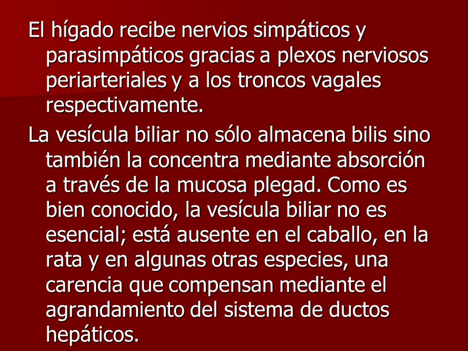 El hígado recibe nervios simpáticos y parasimpáticos gracias a plexos nerviosos periarteriales y a los troncos vagales respectivamente.