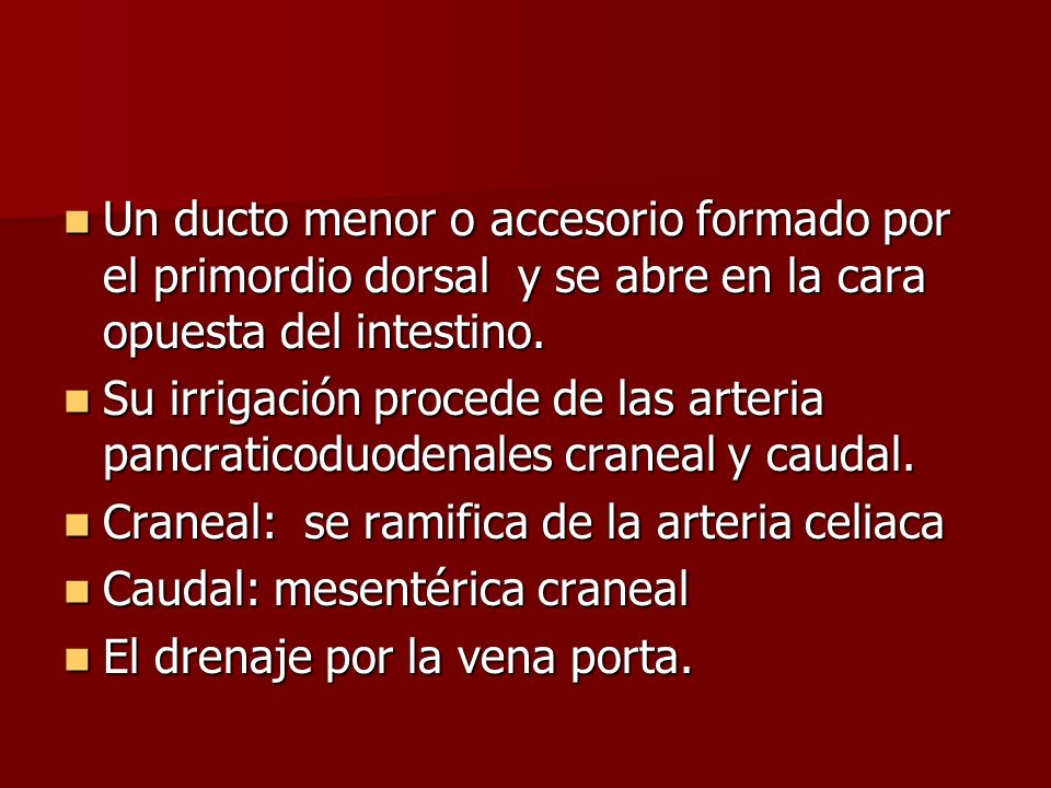 Un ducto menor o accesorio formado por el primordio dorsal y se abre en la cara opuesta del intestino.
