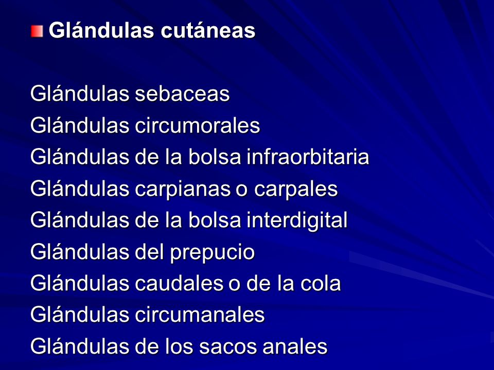 Glándulas cutáneas Glándulas sebaceas. Glándulas circumorales. Glándulas de la bolsa infraorbitaria.