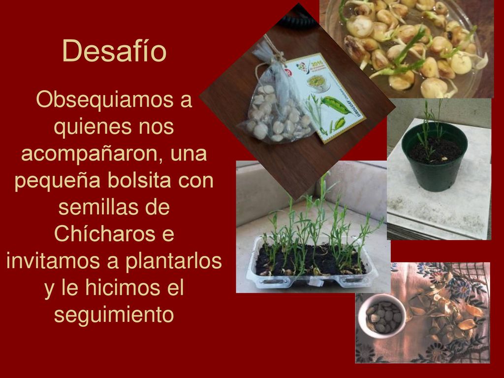Desafío Obsequiamos a quienes nos acompañaron, una pequeña bolsita con semillas de Chícharos e invitamos a plantarlos y le hicimos el seguimiento