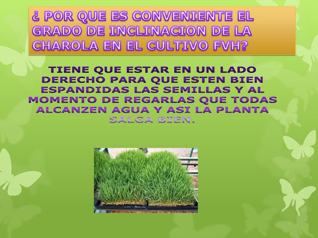 ¿ POR QUE ES CONVENIENTE EL GRADO DE INCLINACION DE LA CHAROLA EN EL CULTIVO FVH