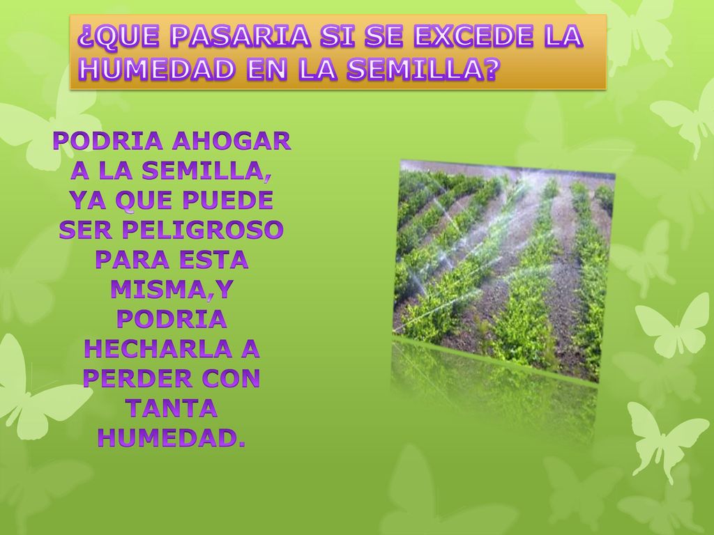 ¿QUE PASARIA SI SE EXCEDE LA HUMEDAD EN LA SEMILLA
