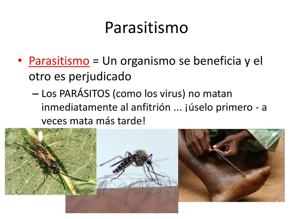 Parasitismo Parasitismo = Un organismo se beneficia y el otro es perjudicado.