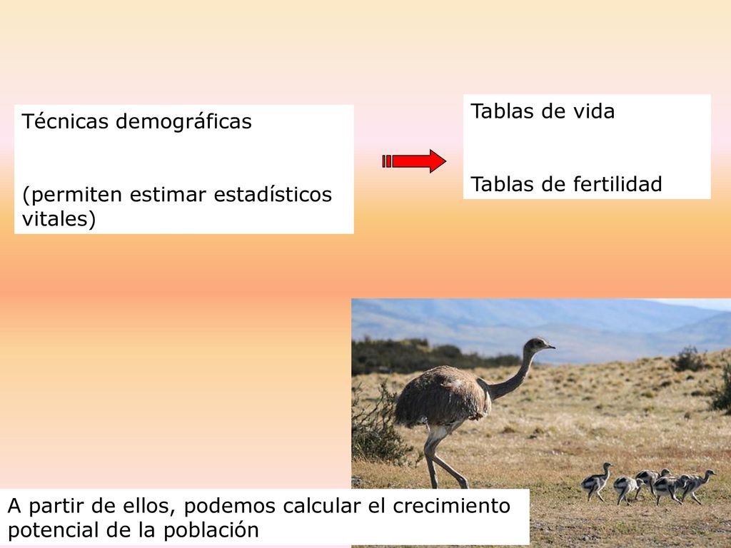 Tablas de vida Tablas de fertilidad. Técnicas demográficas. (permiten estimar estadísticos vitales)