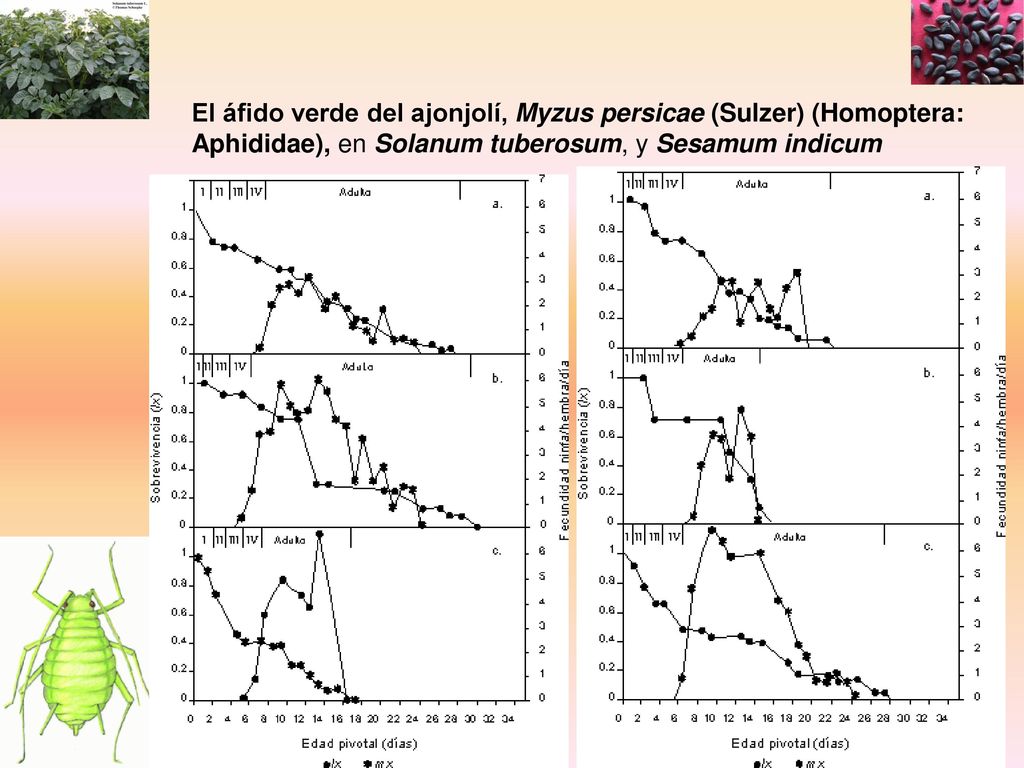 El áfido verde del ajonjolí, Myzus persicae (Sulzer) (Homoptera: Aphididae), en Solanum tuberosum, y Sesamum indicum