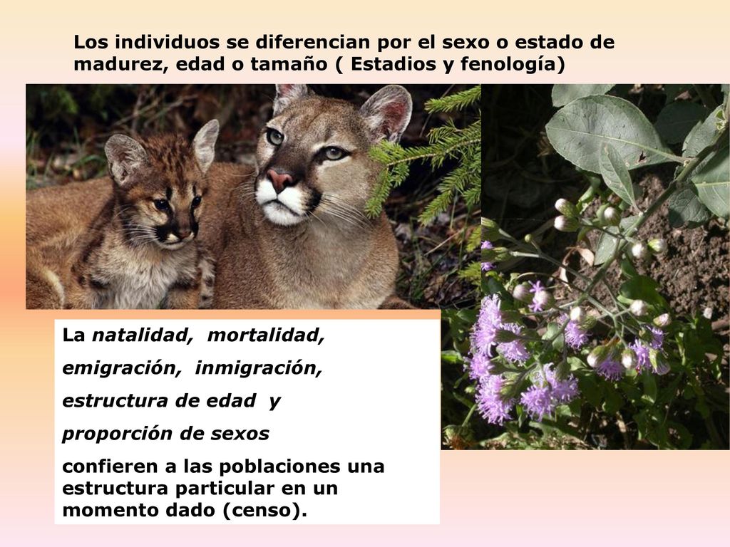 Los individuos se diferencian por el sexo o estado de madurez, edad o tamaño ( Estadios y fenología)
