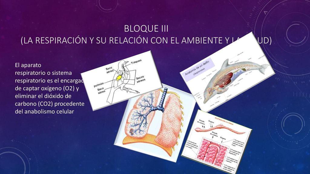 Bloque iii (la respiración y su relación con el ambiente y la salud)