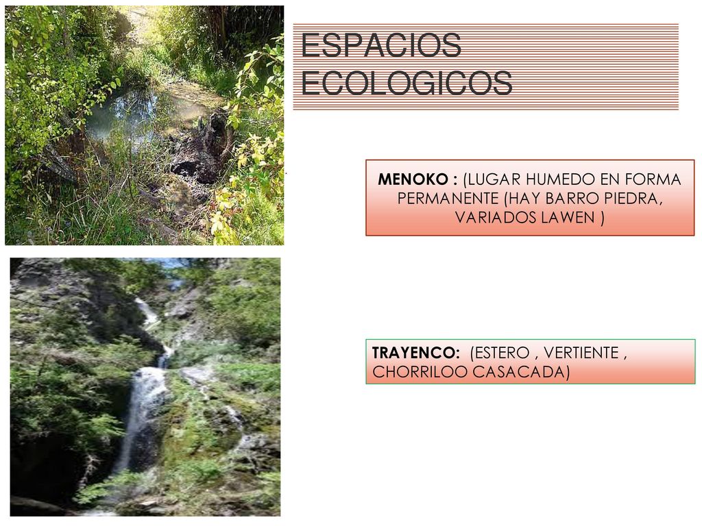 MENOKO : (LUGAR HUMEDO EN FORMA PERMANENTE (HAY BARRO PIEDRA, VARIADOS LAWEN )