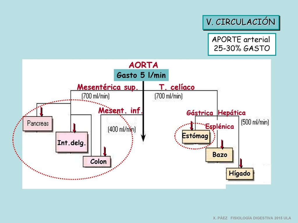 V. CIRCULACIÓN AORTA APORTE arterial 25-30% GASTO Gasto 5 l/min