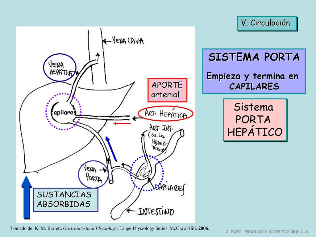 SISTEMA PORTA Sistema PORTA HEPÁTICO Empieza y termina en CAPILARES