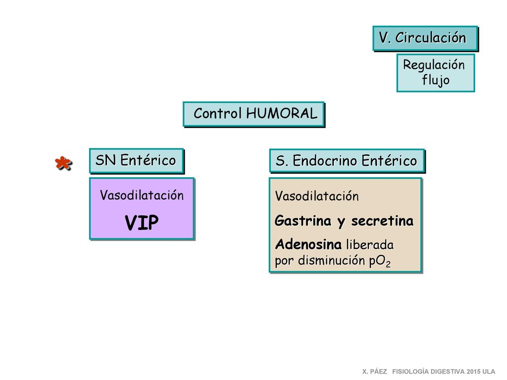 * VIP V. Circulación Control HUMORAL SN Entérico S. Endocrino Entérico