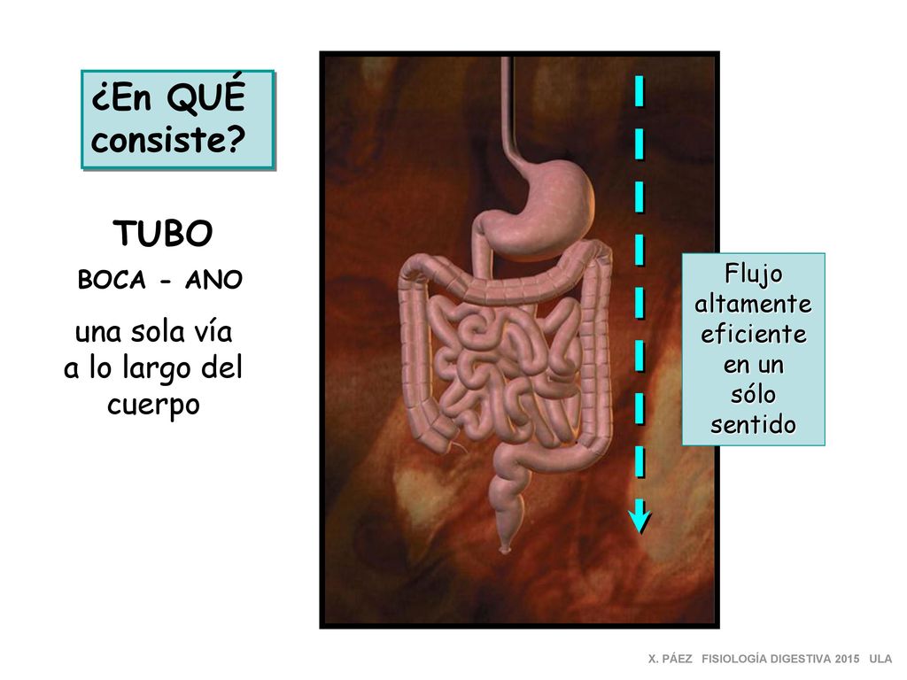 ¿En QUÉ consiste TUBO una sola vía a lo largo del cuerpo Flujo