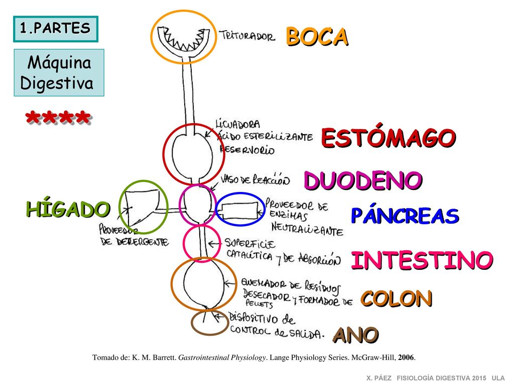 **** BOCA ESTÓMAGO DUODENO INTESTINO HÍGADO PÁNCREAS COLON ANO Máquina