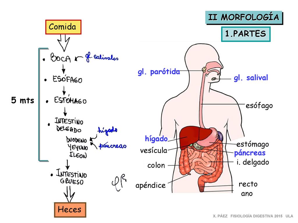 II MORFOLOGÍA Comida 1.PARTES 5 mts Heces gl. parótida gl. salival
