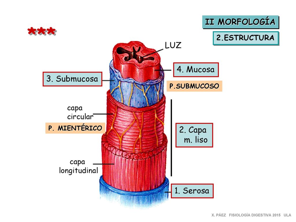 *** II MORFOLOGÍA LUZ 4. Mucosa 3. Submucosa 2. Capa m. liso 1. Serosa