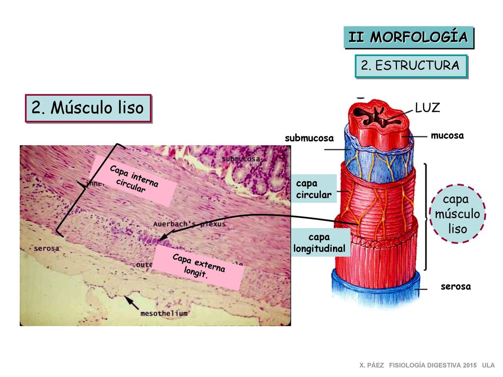 2. Músculo liso II MORFOLOGÍA 2. ESTRUCTURA LUZ capa músculo liso