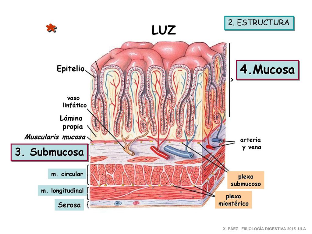 * LUZ 4.Mucosa 3. Submucosa > 2. ESTRUCTURA Epitelio Lámina propia