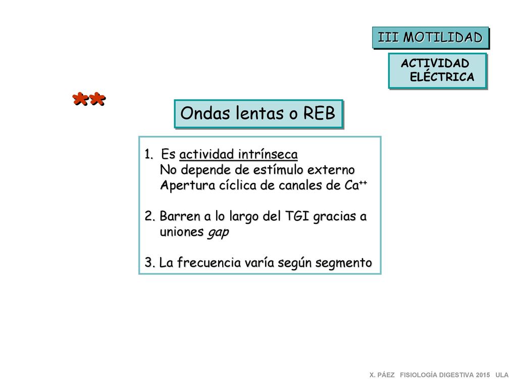 ** Ondas lentas o REB III MOTILIDAD 1. Es actividad intrínseca