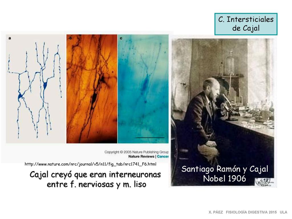Cajal creyó que eran interneuronas entre f. nerviosas y m. liso