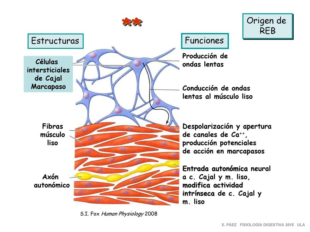** Origen de REB Estructuras Funciones Producción de ondas lentas