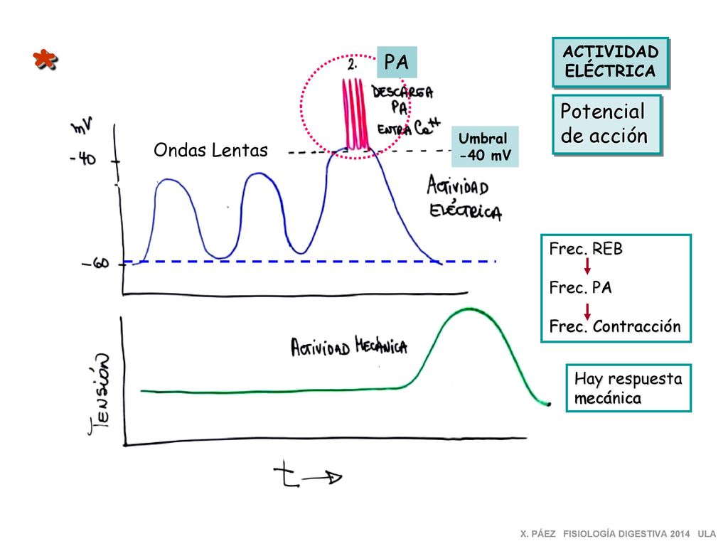 * PA Potencial de acción Ondas Lentas ACTIVIDAD ELÉCTRICA Frec. REB