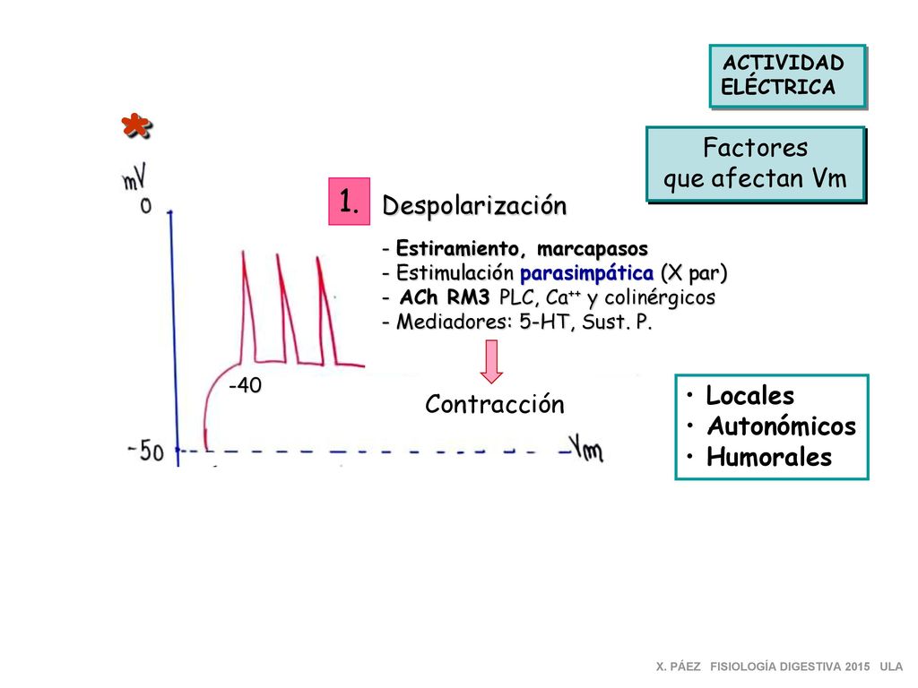 * 1. Factores que afectan Vm Despolarización Locales Contracción