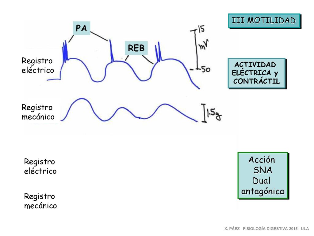 ACh E PA REB Acción SNA Dual antagónica III MOTILIDAD Registro