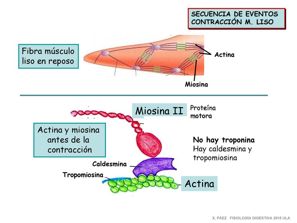 Miosina II Actina Fibra músculo liso en reposo Actina y miosina