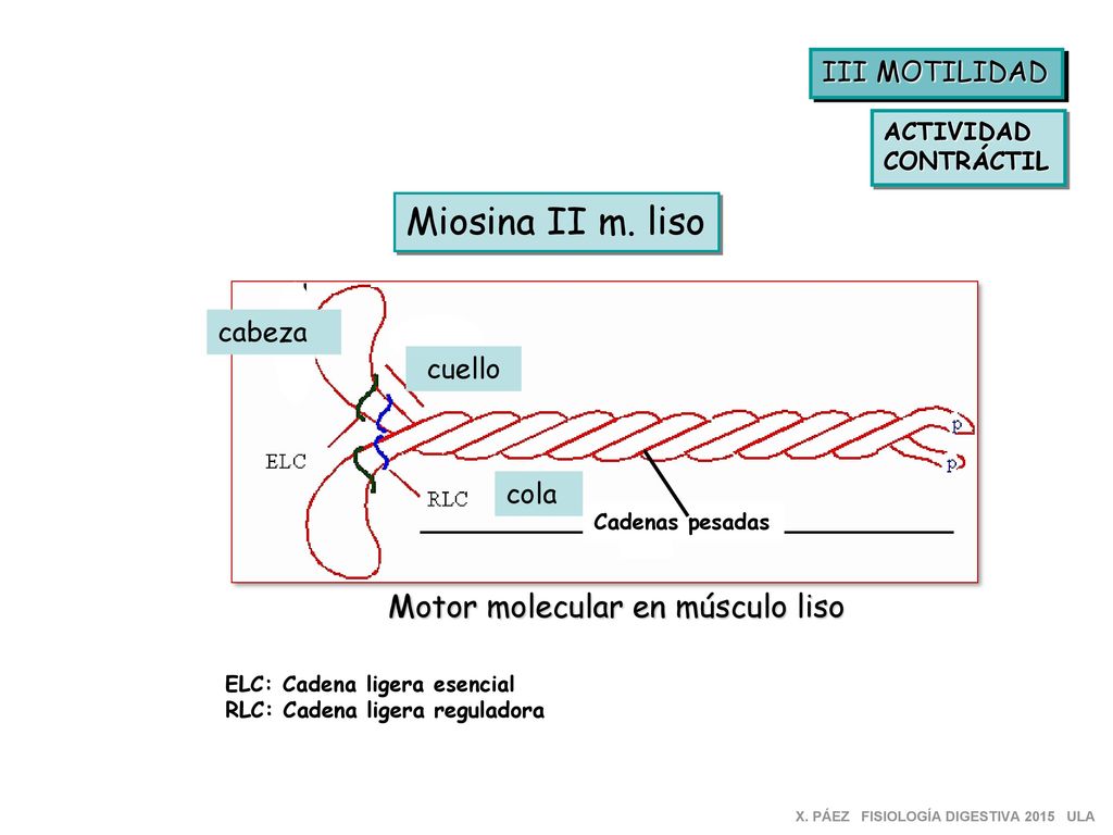 Miosina II m. liso Motor molecular en músculo liso III MOTILIDAD