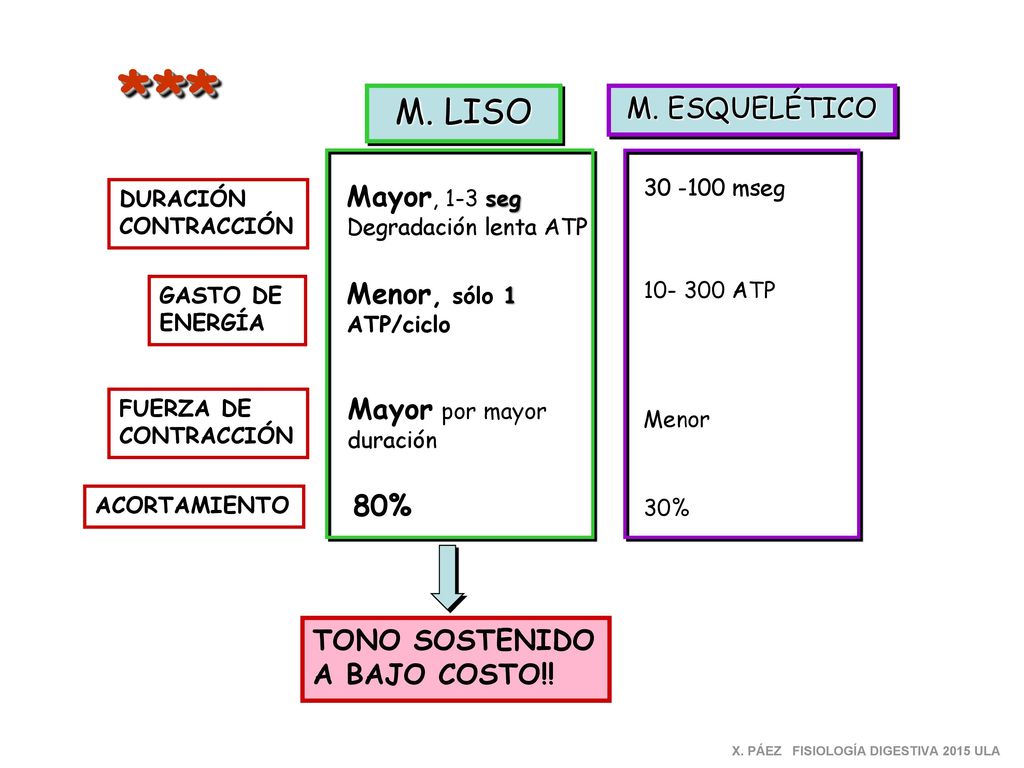 * ** M. LISO M. ESQUELÉTICO Mayor, 1-3 seg Menor, sólo 1 ATP/ciclo