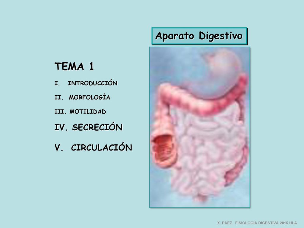 Aparato Digestivo TEMA 1 IV. SECRECIÓN V. CIRCULACIÓN I. INTRODUCCIÓN