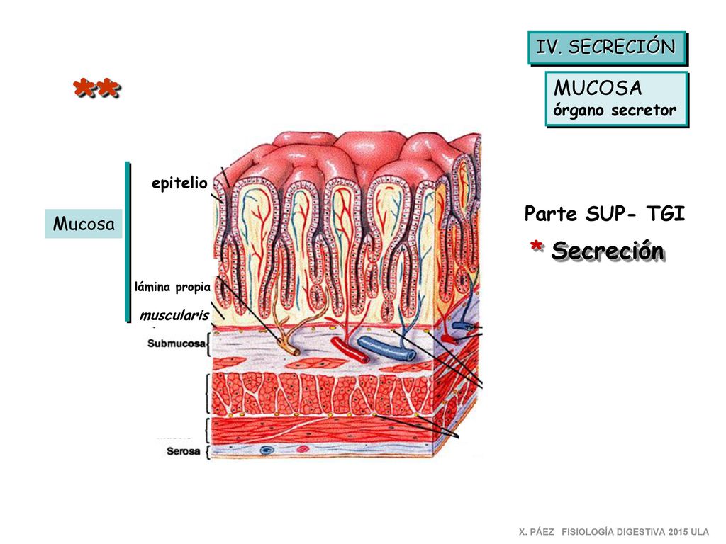 ** * Secreción MUCOSA Parte SUP- TGI IV. SECRECIÓN Mucosa
