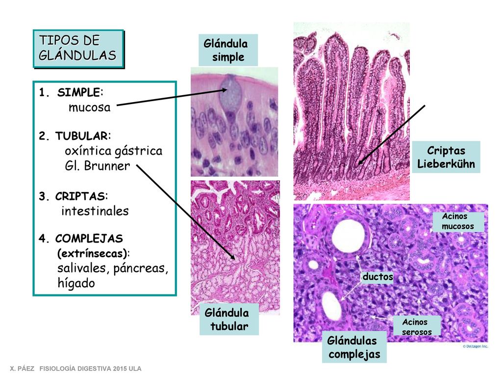 TIPOS DE GLÁNDULAS mucosa oxíntica gástrica Gl. Brunner intestinales