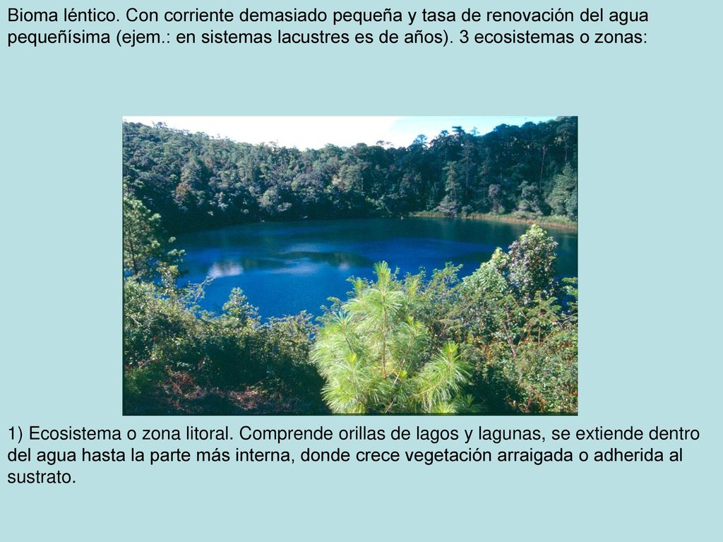 Bioma léntico. Con corriente demasiado pequeña y tasa de renovación del agua pequeñísima (ejem.: en sistemas lacustres es de años). 3 ecosistemas o zonas: