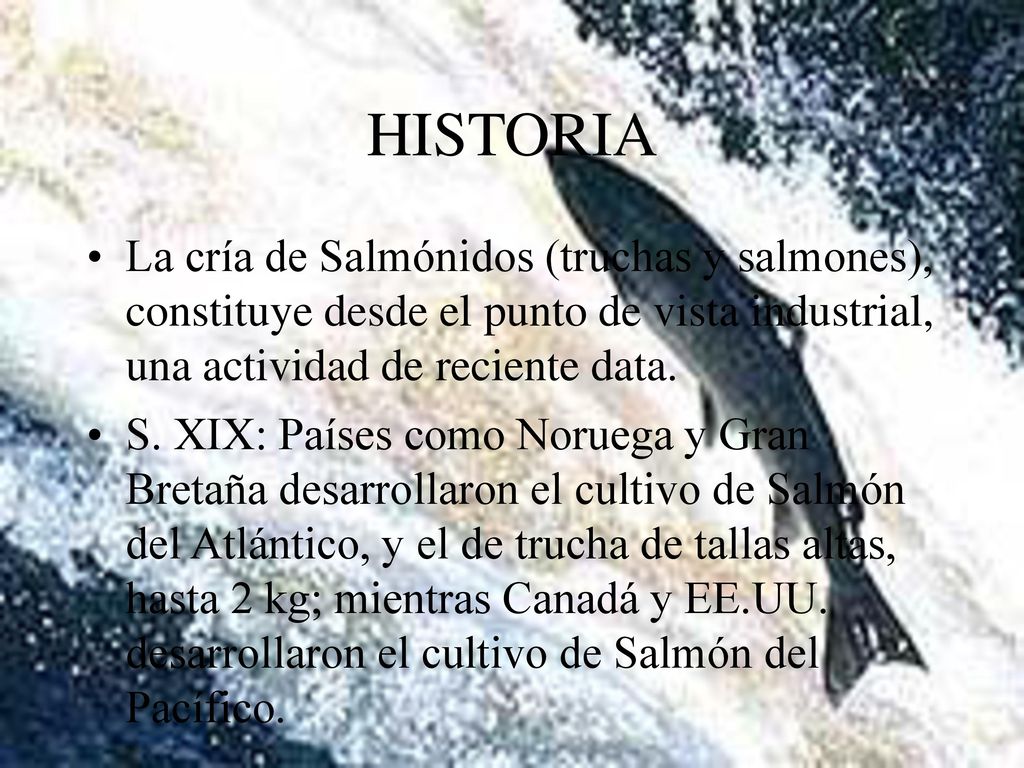 HISTORIA La cría de Salmónidos (truchas y salmones), constituye desde el punto de vista industrial, una actividad de reciente data.