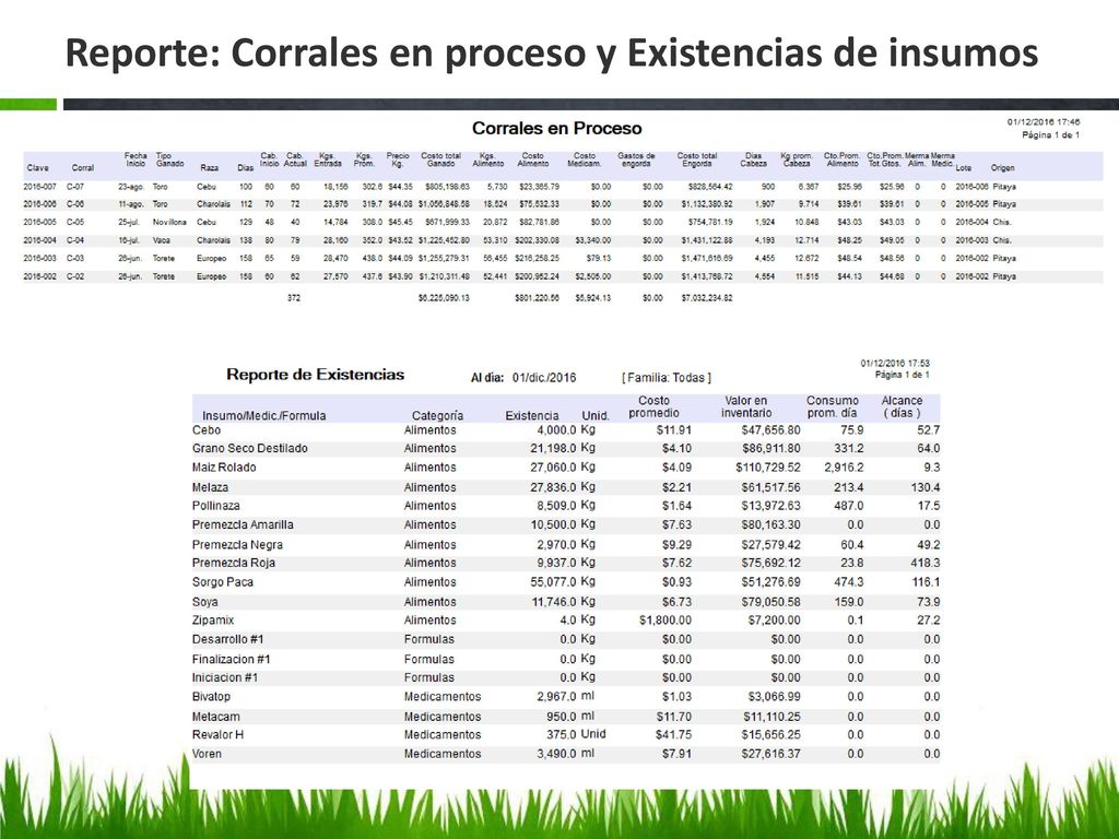 Reporte: Corrales en proceso y Existencias de insumos