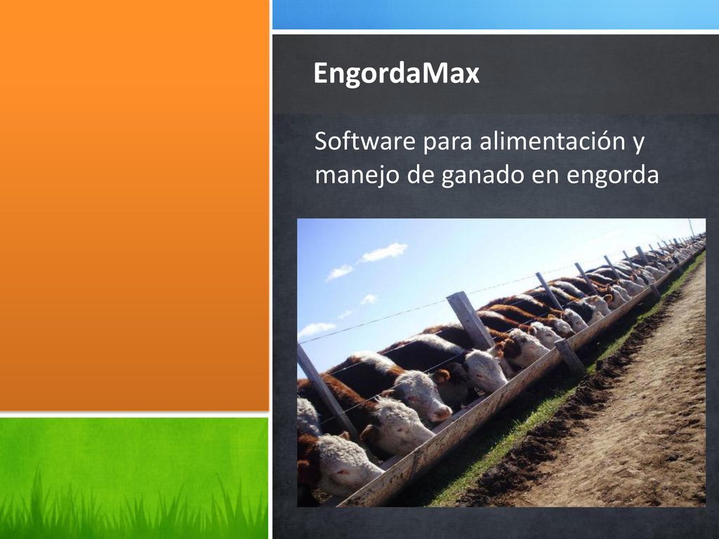 EngordaMax Software para alimentación y manejo de ganado en engorda