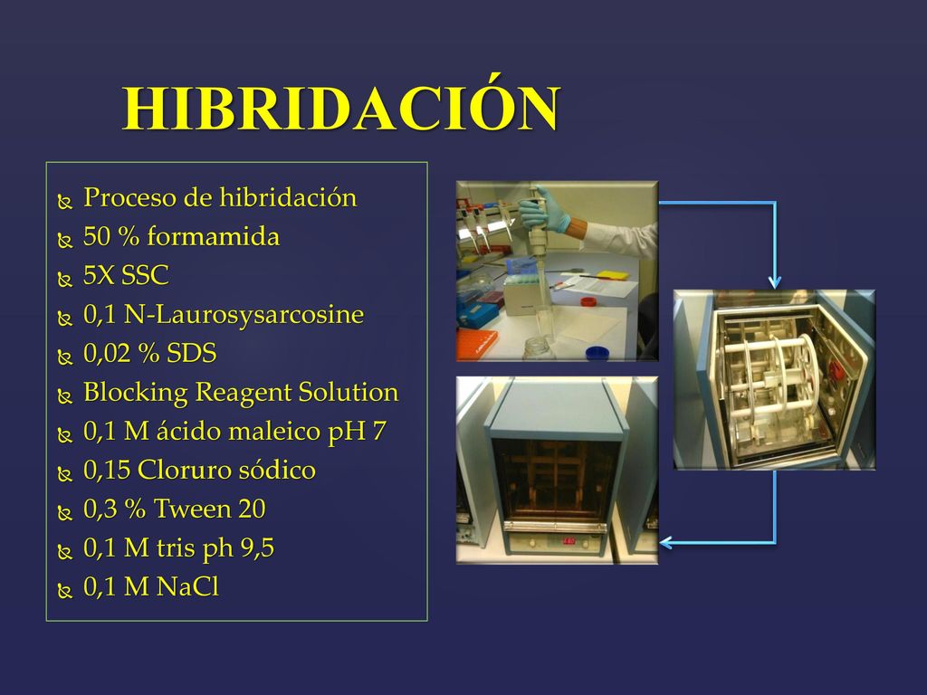HIBRIDACIÓN Proceso de hibridación 50 % formamida 5X SSC