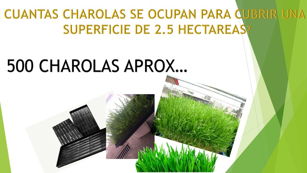 500 CHAROLAS APROX… CUANTAS CHAROLAS SE OCUPAN PARA CUBRIR UNA