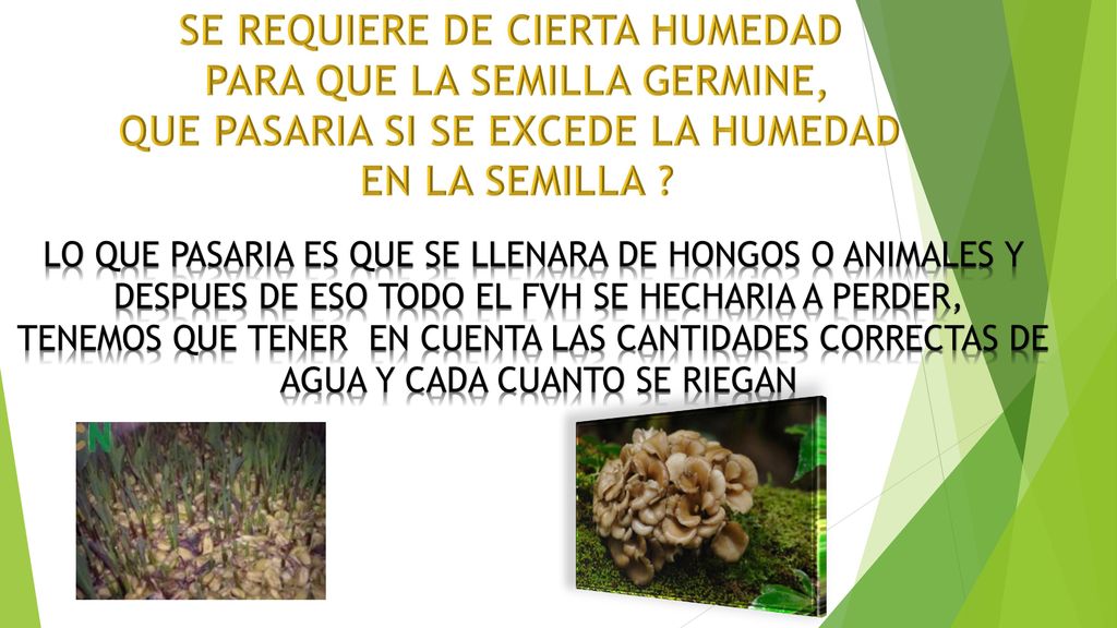 SE REQUIERE DE CIERTA HUMEDAD PARA QUE LA SEMILLA GERMINE,