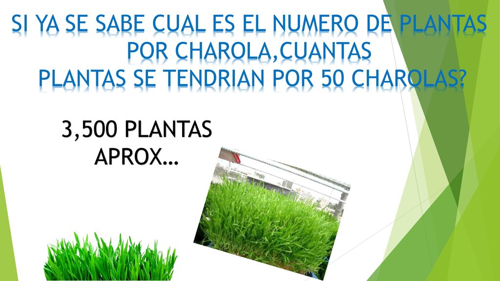 SI YA SE SABE CUAL ES EL NUMERO DE PLANTAS POR CHAROLA,CUANTAS