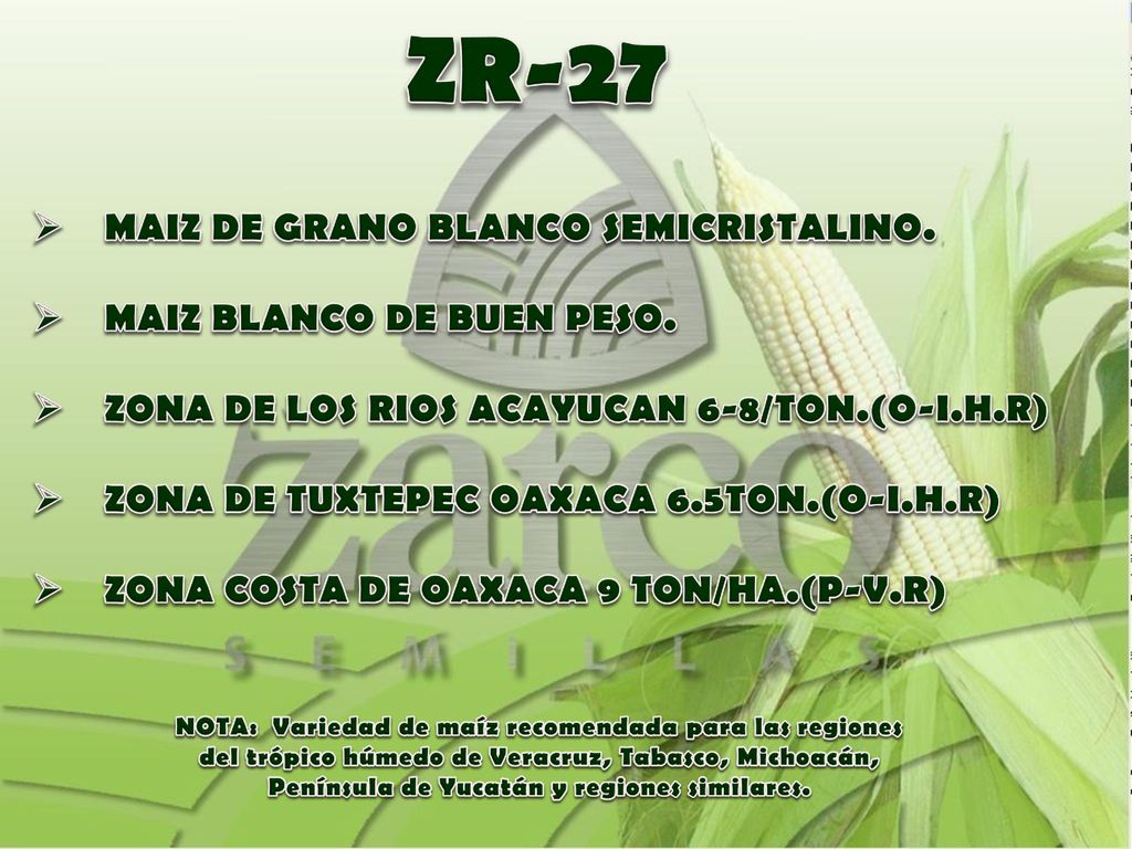ZR-27 MAIZ DE GRANO BLANCO SEMICRISTALINO. MAIZ BLANCO DE BUEN PESO.