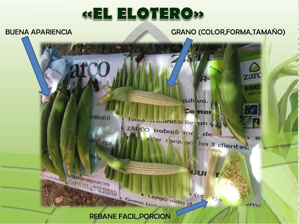 «EL ELOTERO» BUENA APARIENCIA GRANO (COLOR,FORMA,TAMAÑO)
