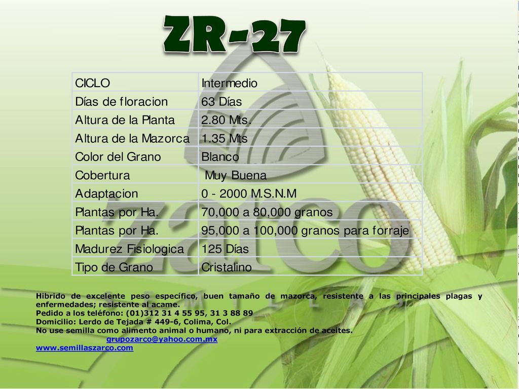 ZR-27 Hibrido de excelente peso específico, buen tamaño de mazorca, resistente a las principales plagas y enfermedades; resistente al acame.