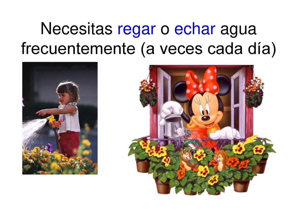 Necesitas regar o echar agua frecuentemente (a veces cada día)