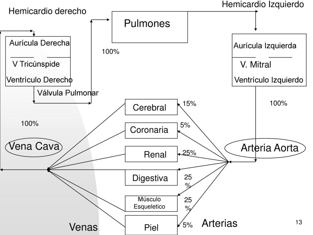 Pulmones Vena Cava Arteria Aorta Arterias Venas Hemicardio Izquierdo