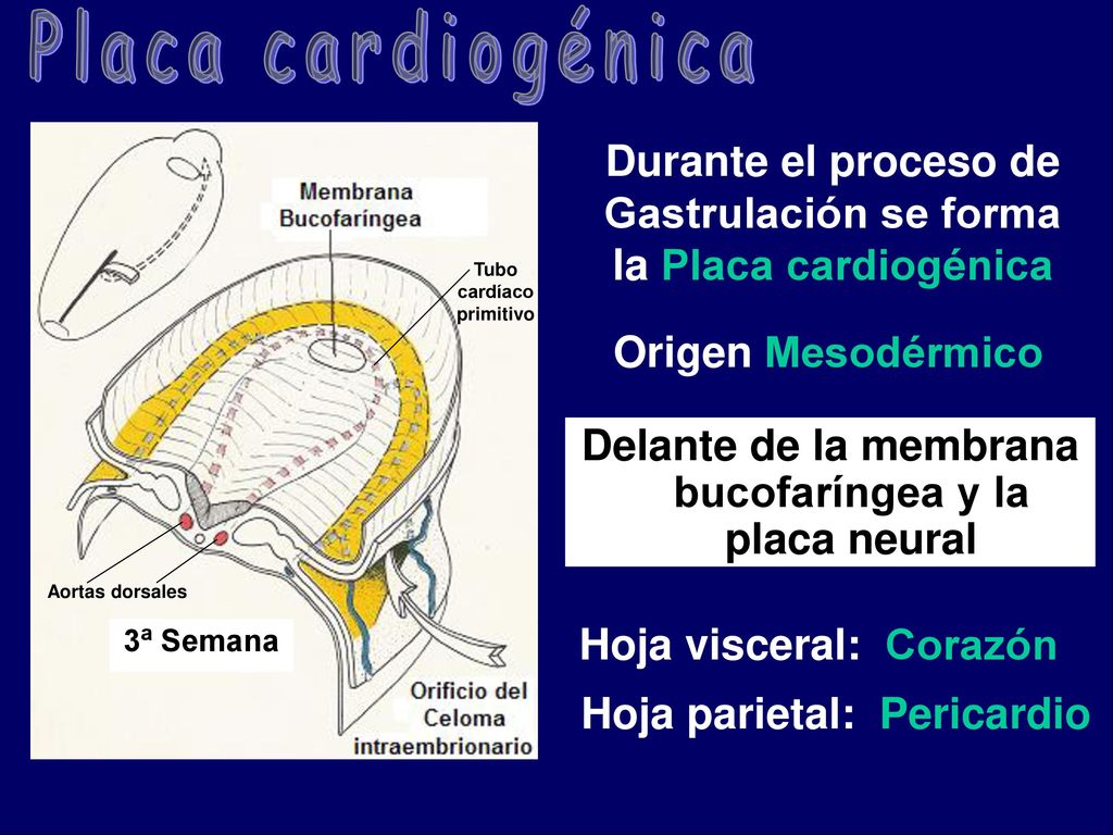 Placa cardiogénica Durante el proceso de Gastrulación se forma la Placa cardiogénica. Tubo cardíaco primitivo.