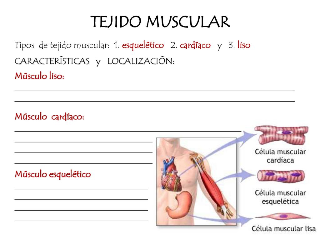 TEJIDO MUSCULAR Tipos de tejido muscular: 1. esquelético 2. cardíaco y 3. liso. CARACTERÍSTICAS y LOCALIZACIÓN: