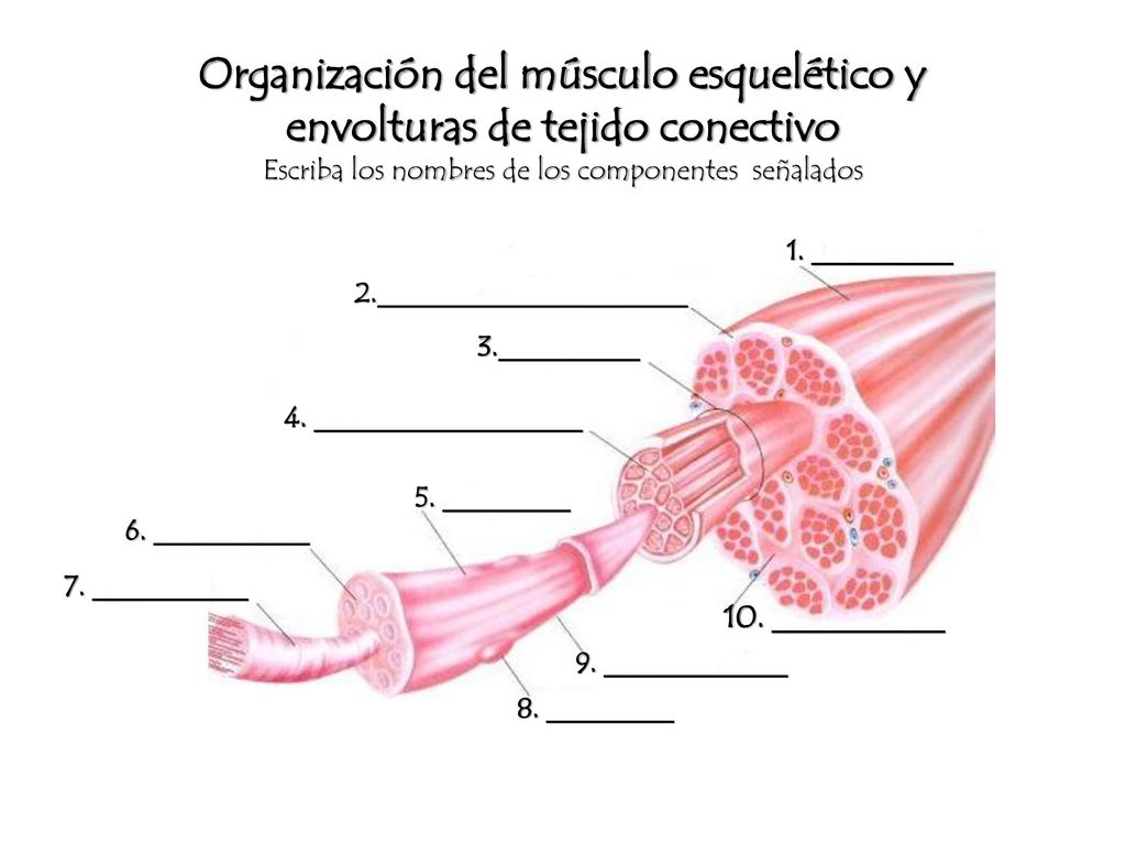 Organización del músculo esquelético y envolturas de tejido conectivo Escriba los nombres de los componentes señalados